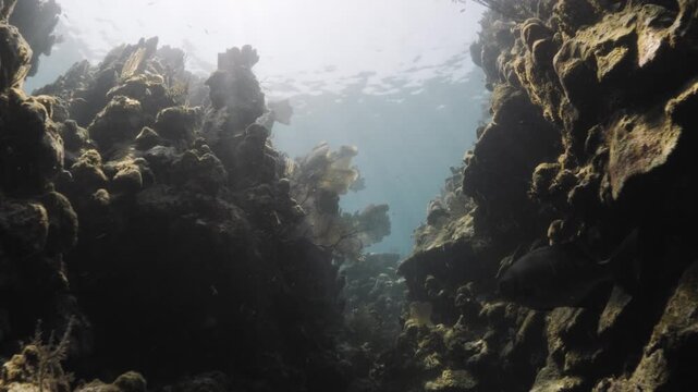 Swimming Up Through an Underwater Canyon Toward Sunlight Revealing a Caribbean Coral Reef in Utila Honduras