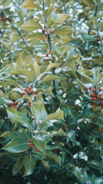 Snow Covered Holly Bush with Bright Red Berries in Winter