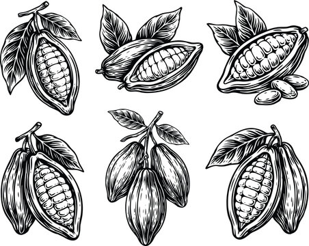 Hand drawn cocoa beans set. Organic cacao pods illustration for chocolate food design.