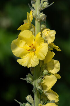 Beautiful yellow mullein flower on a plant.