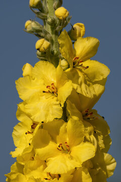 Beautiful yellow mullein flower on a plant.