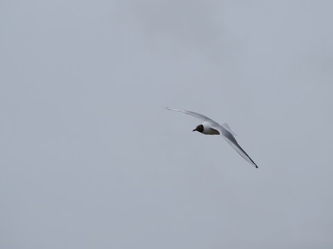 Gaviota reidora (Chroicocephalus ridibundus) volando bajo un cielo nublado. Fotograf&radic;&ne;a de naturaleza que capta la fauna con gran detalle en pleno vuelo.