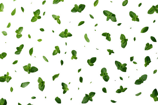 Fresh green mint leaves falling, flying and scattering horizontally on a transparent background, creating a refreshing pattern