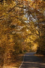 Autumn forest road with golden sunlight in the trees. A serene seasonal atmosphere ideal for travel, nature, and outdoor themes © Alena Malinouskaya