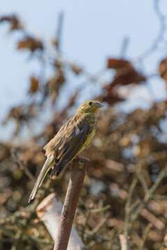 Male yellowhammer Emberiza citrinella bird perched on top of a wooden stick looking back in wild nature
