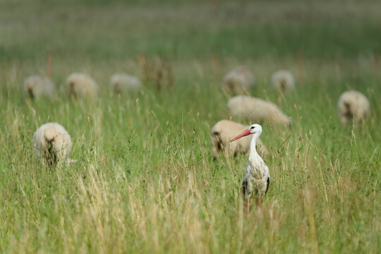 White stork, Ciconia ciconia, bird standing in the tall grass on a green pasture with a blurred flock of sheep grazing in the background.