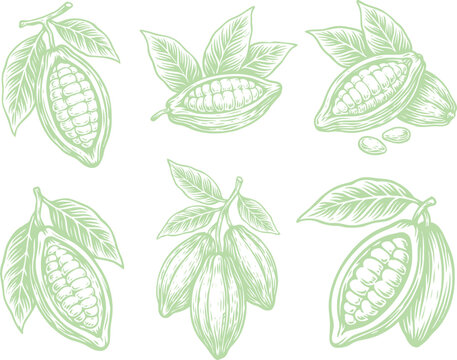 Hand drawn cocoa beans set. Sketch style cacao pods illustration for organic food design.