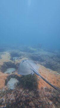 stingray swimming in ocean