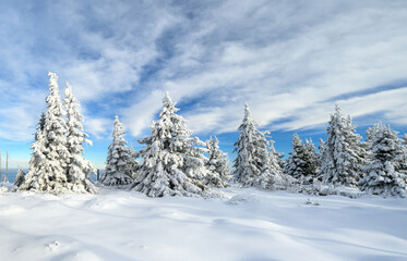 Fototapeta premium Beautiful winter landscape with frozen trees
