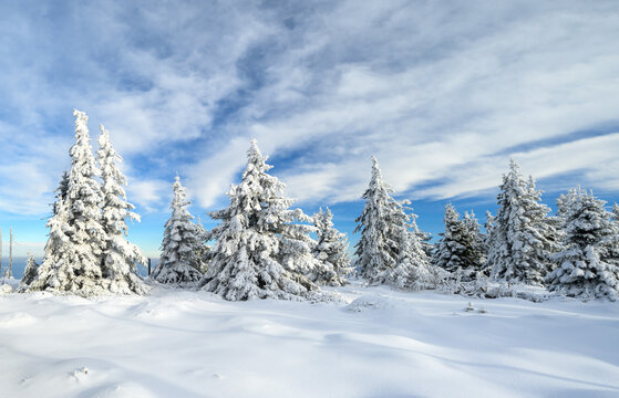 Beautiful winter landscape with frozen trees