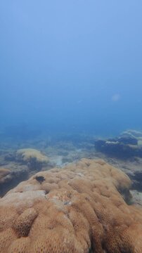underwater view of coral reef