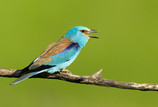 Roller bird close up ( coracias garrulus )