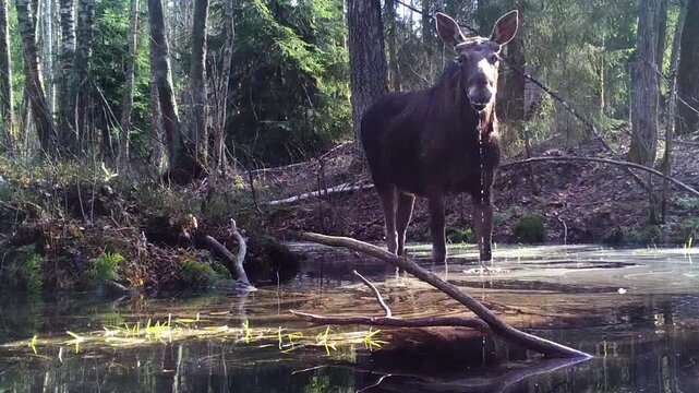 European moose (Alces alces) drinking water in a forest pond, morning backlight, April, Central Belarus