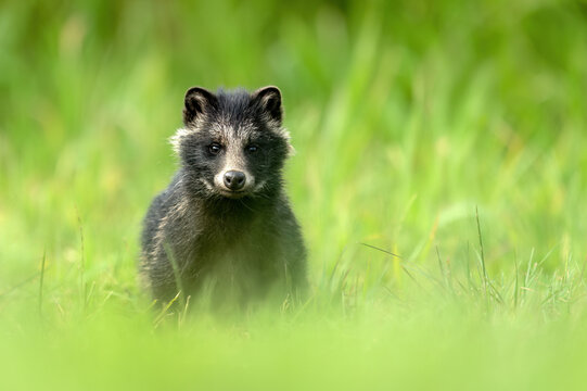 Common raccoon dog ( Nyctereutes viverrinus )