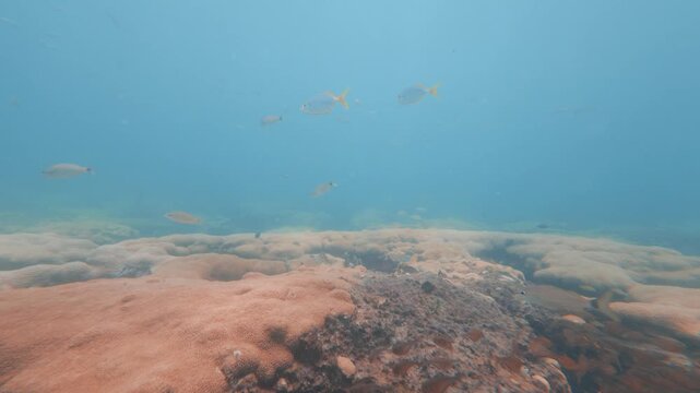 coral reef with school of fish