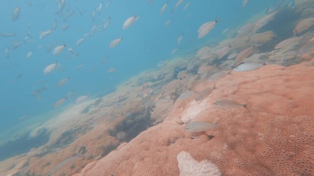 coral reef with school of fish