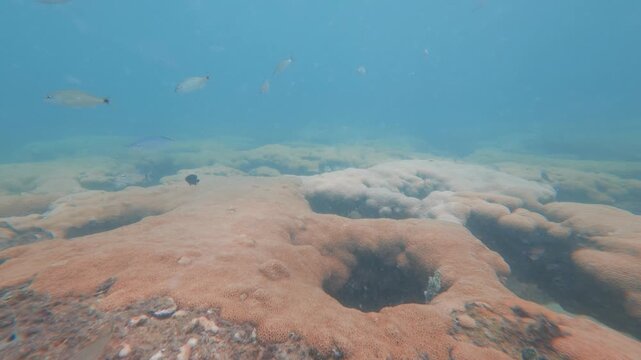 underwater view of coral reef