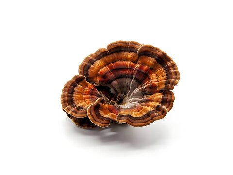 Beautiful and colorful mushroom with unique patterns isolated on transparent background
