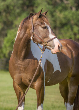 portrait in field of juvenile American Paint horse colt on lead with halter.