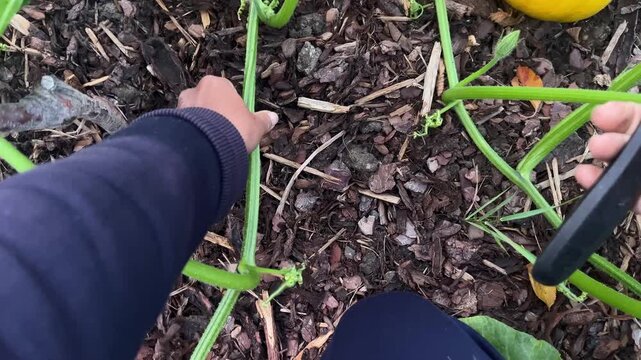 POV: Gardening hands carefully removing a side shoot or 'sucker' from a pumpkin vine with pruning shears in a vegetable garden. Detailed horticulture technique.