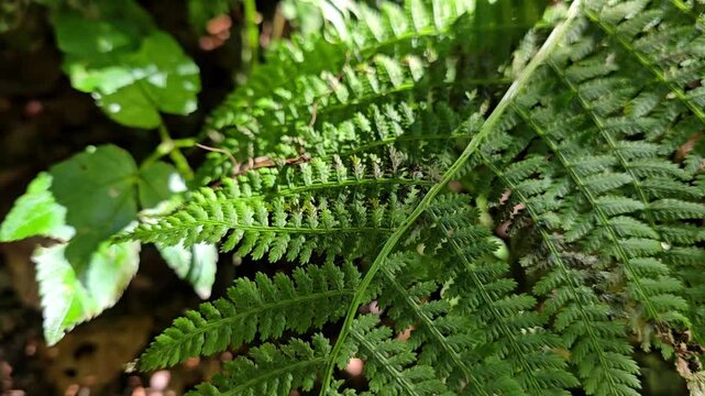 A large fern leaf and the shadows from the trees moving on it. Norway, Bergen. July