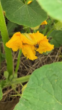 Biene in K&uuml;rbisbl&uuml;te