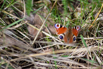 A peacock butterfly sitting on a dry grass sun bathing, probably most popular of butterlies in Europe © Gosia