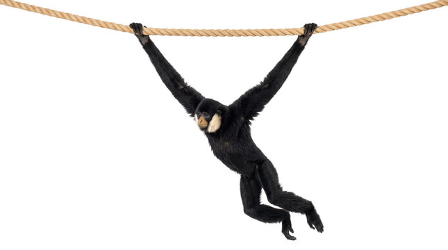 Black gibbon hanging from rope, swinging gracefully, wild primate with long arms.