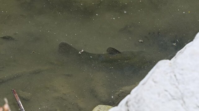 Bullhead Catfish swimming in the shallows along fish fry in Utah Lake in slow motion.