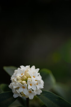 White daphne flower cluster blooming with dark copy space background in south korea.