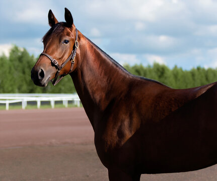 Horse. Portrait. Close-up. A thoroughbred horse of the Oryol Trotter breed. Harness racing. Trotting horse race