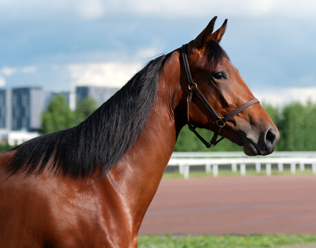 Horse. Portrait. Close-up. A thoroughbred horse of the Oryol Trotter breed. Harness racing. Trotting horse race
