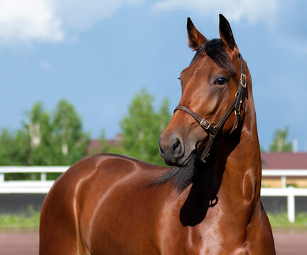 Horse. Portrait. Close-up. A thoroughbred horse of the Oryol Trotter breed. Harness racing. Trotting horse race