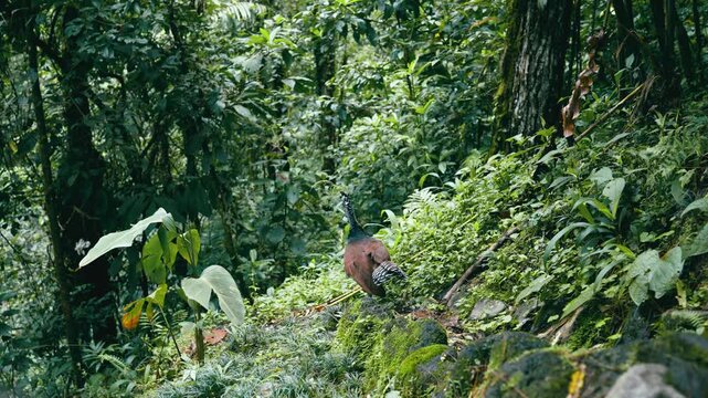 Wild crested guan walking on a mossy rock in a dense tropical rainforest. Beautiful exotic bird exploring its natural habitat in Costa Rica