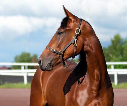 Horse. Portrait. Close-up. A thoroughbred horse of the Oryol Trotter breed. Harness racing. Trotting horse race