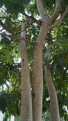 Fototapeta premium Tree trunks in a green park, natural outdoor photography for forestry and environmental design , nature concept