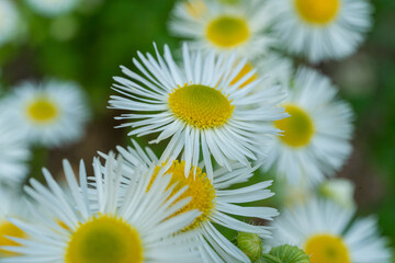Obraz premium Daisy fleabane small white flowers in grass