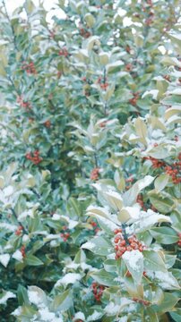 Vertical Pan Shot of Fresh Snow on Green Holly Leaves and Red Berries