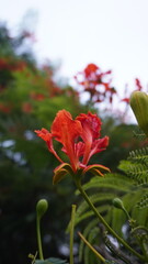 Obraz premium Vibrant red flower with green leaves, beautiful nature photography for floral design and garden , floral concept