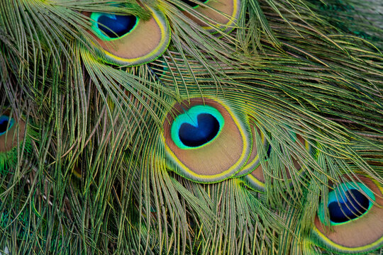 Peacock feather pattern, bright green - blue bird tail texture