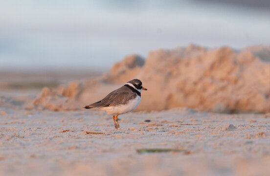 Common Ringed Plover walking on the sandy shore at sunrise