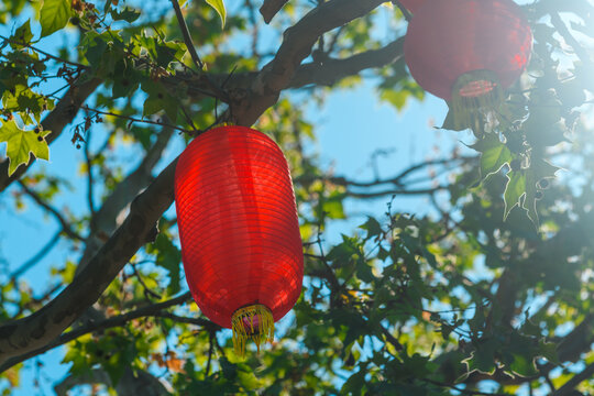 Red chinese lantern hanging from tree branches against blue sky during outdoor festival celebration