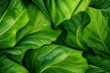 Fototapeta premium Large green leaves overlapping with detailed vein texture