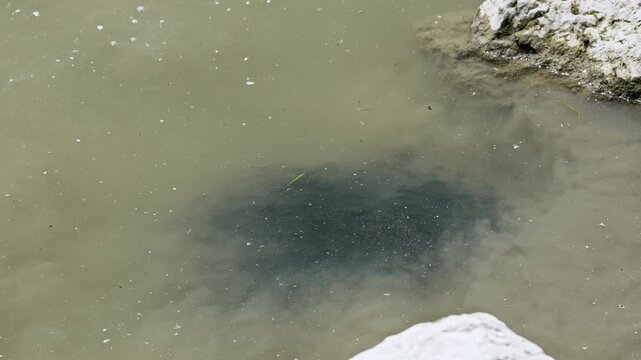Bullhead, catfish fry, swimming along the shoreline of Utah lake in slow motion.