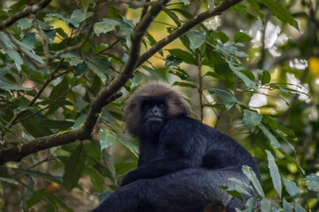 Periyar tiger reserve or national park during jeep safari in Kerala © shams Faraz Amir