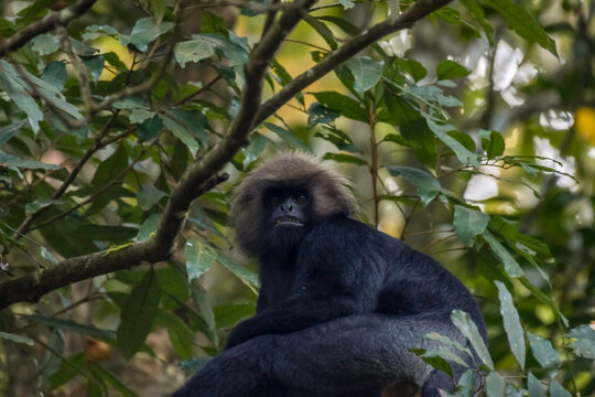 Periyar tiger reserve or national park during jeep safari in Kerala