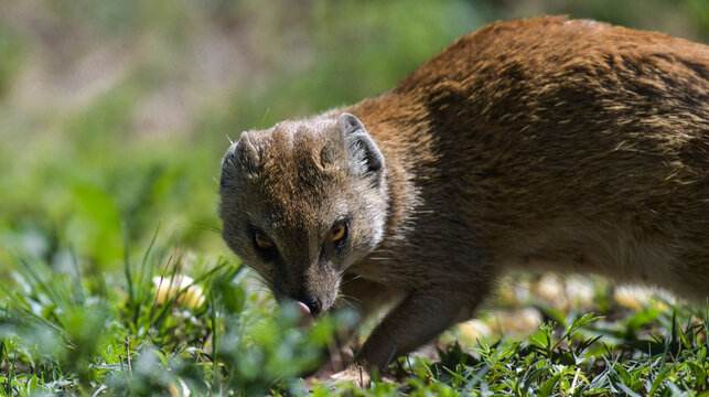Yellow mongoose closeup portrait in kgalagadi