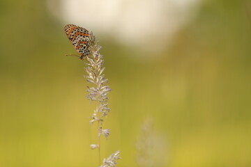 una farfalla melitaea didyma al tramonto © Simona