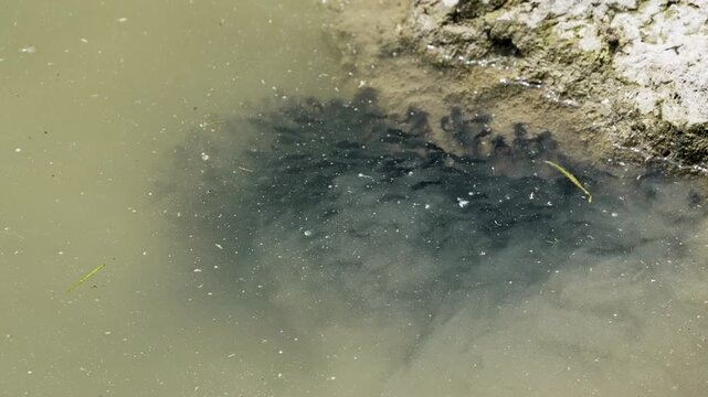 Close-up of bullhead catfish fry swimming in Utah lake in slow motion during the summer.