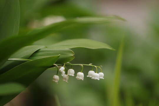fiori di mughetto in un giardino in primavera